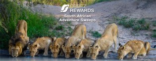 south-african-adventure-sweeps