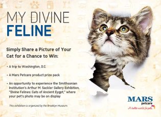 my-divine-feline-sweepstakes