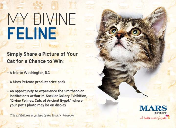 my-divine-feline-sweepstakes
